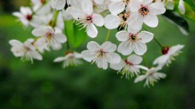 Baharın başlarında açan ağaçta beyaz çiçek, arka plan mavisi.
