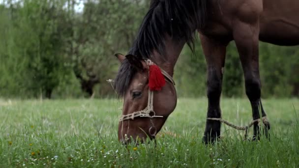 Красивая Коричнево Каштановая Лошадь Пасется Свежей Траве Зеленом Лугу Скот — стоковое видео