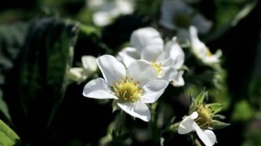 Çiçek açan çilek çalıları güneşli bir günde organik bir çiftlikte yetişir. Bahar çiçekli çilekler bahçede yetişir..