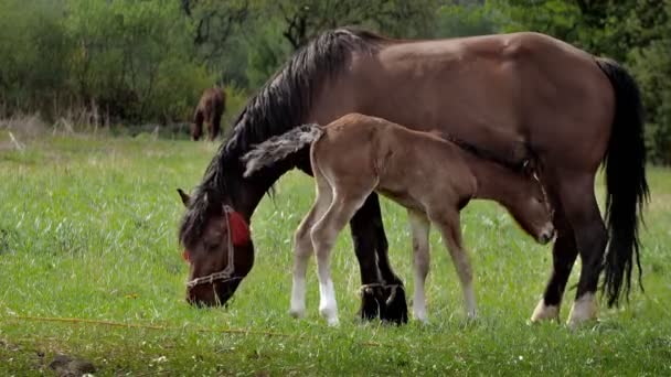 Лошадь Пасётся Поле Кормит Своего Детёныша Молоком Семья Лошадей Маленький — стоковое видео