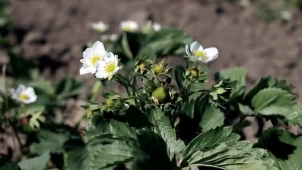 Einem Sonnigen Tag Wachsen Auf Einem Biobauernhof Blühende Erdbeeren Frühjahrsblühende — Stockvideo