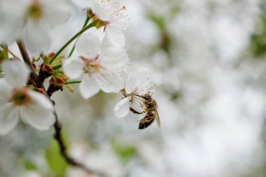 Çiçek açan bahar ağacının üzerindeki bal arısı. Beyaz çiçeklerle açan dal, bal arısı tozlaşır.