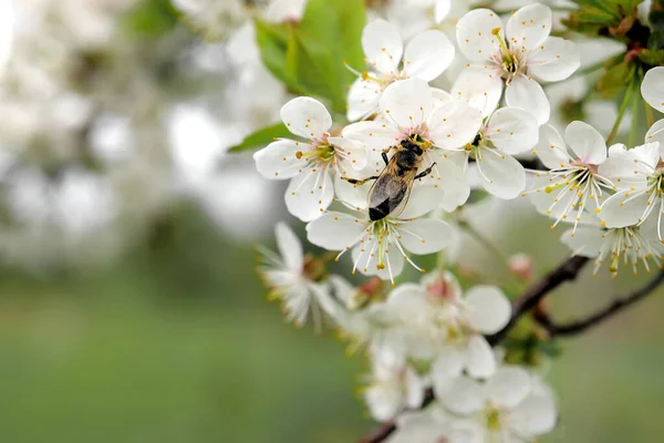 Honey Bee Pollinating Flower Blossoming Spring Tree Macro — Stockfoto