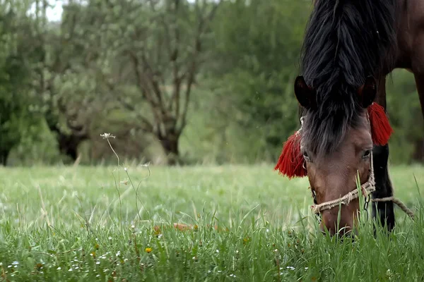 Beautiful Brown Chestnut Horse Grazes Fresh Grass Green Meadow Livestock — Foto Stock