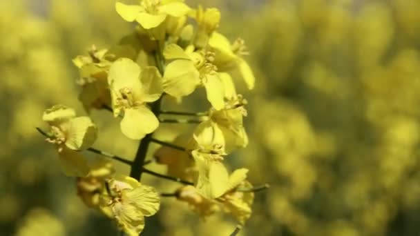 Zblízka Rozkvetlé Znásilněnína Zemědělském Poli Semena Řepky Pěstují Pro Výrobu — Stock video