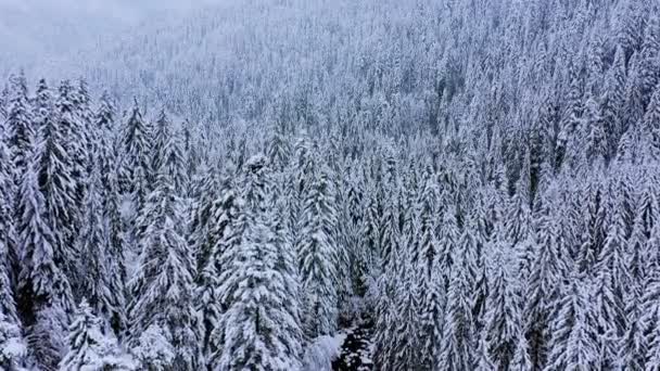 Хвойные Деревья Покрытые Снегом Зимнем Лесу Пейзаж — стоковое видео