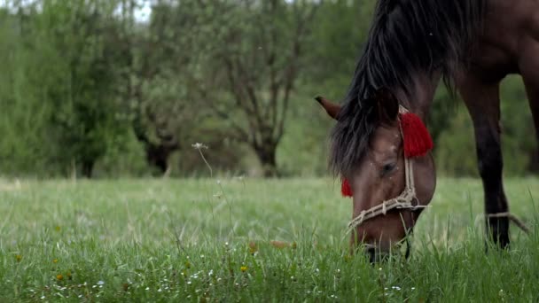 Beautiful Brown Chestnut Horse Grazes Fresh Grass Green Meadow Livestock — Vídeo de Stock