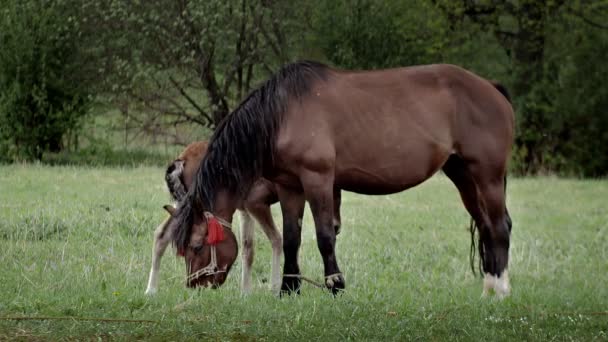 Family Horses Little Foal His Mother Mare Grazing Forest Glade — Vídeo de stock