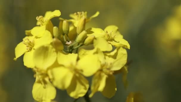 Nahaufnahme Blühender Rapssamen Auf Landwirtschaftlichem Feld Raps Wird Zur Herstellung — Stockvideo