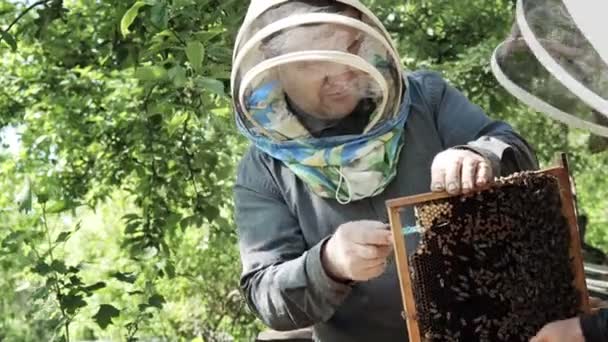 Бджоляр Вільному Костюмі Відрізає Королеву Бджільництво Робота Бджоляра — стокове відео