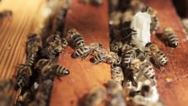 Honigbienen Fliegen Der Nähe Eines Holzbeutels Arbeitsbienen Imkerei — Stockvideo