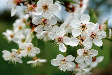 Baharın başlarında açan ağaçta beyaz çiçek, arka plan maviydi. Yüksek kalite fotoğraf.