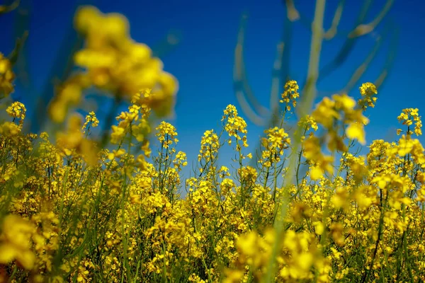 Közelkép Virágzó Nemi Erőszakról Mezőgazdaságban Repcemagot Takarmányok Növényi Olajok Biodízel — Stock Fotó