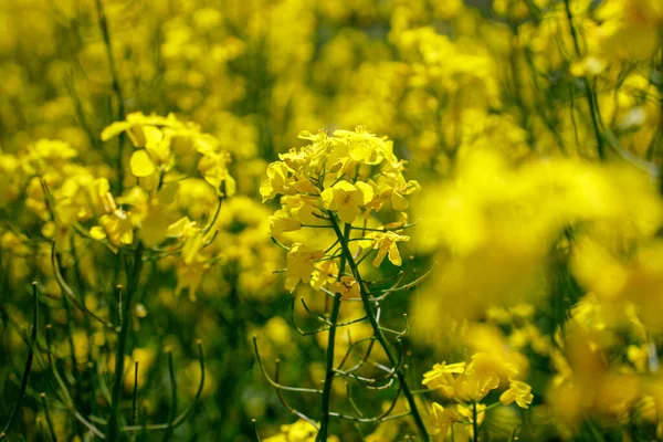 黄色の花の菜の花畑 動物飼料 植物油 バイオディーゼルの生産のために菜種が栽培されています — ストック写真