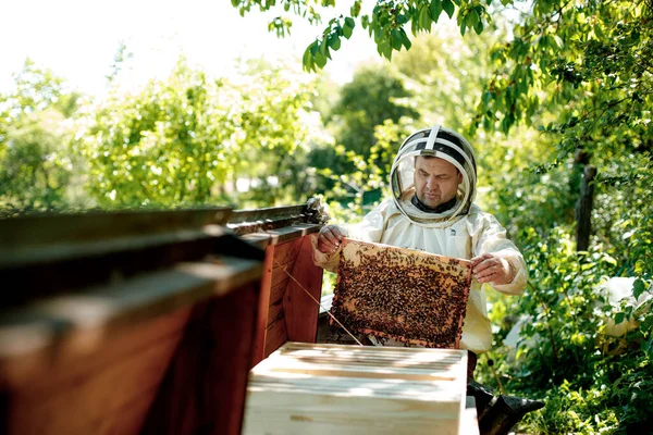 Biodlaren Skyddsdräkt Arbetar Med Honungskakor Bonde Bidräkt Arbetar Med Honungskakor — Stockfoto