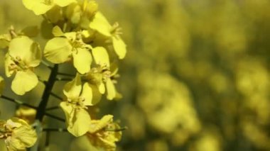 Tarım alanında tecavüze uğrayan kadınları kapatın. Hayvan yemi, sebze yağı ve biyodizel üretimi için kolza tohumu yetiştirilir.