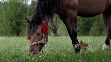 Kahverengi kestane rengi at yeşil bir çayırda taze çimlerle otlar. Çiftlik hayvanları.