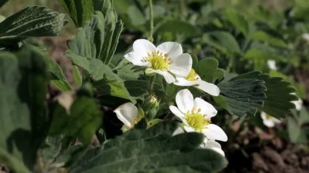 Einem Sonnigen Tag Wachsen Auf Einem Biobauernhof Blühende Erdbeeren Frühjahrsblühende — Stockvideo