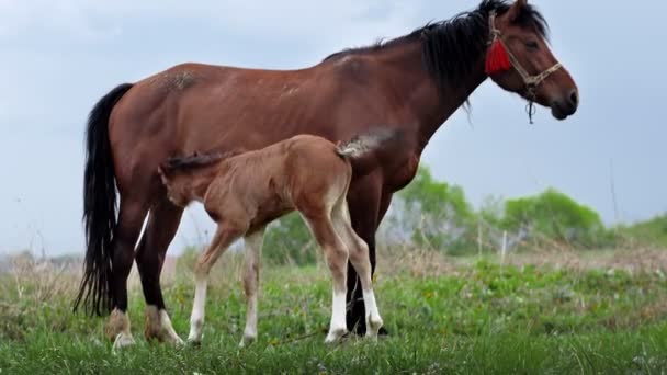 Mare Grazes Field Feeds Her Cub Milk Family Horses Little — Vídeo de stock