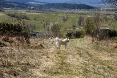 Dağ kırsalında beyaz, genç, mutlu bir köpek. Bir köpekle yürüyüş.