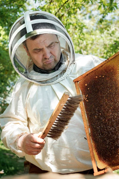 A beekeeper in a protective suit shakes the honey frame from bees with a brush. Pumping honey. Apiculture. Beekeeper.