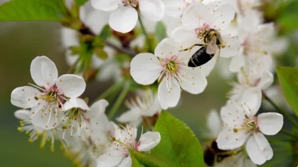 Miodowa Pszczoła Kwitnącym Wiosennym Drzewie Gałąź Kwitnąca Białymi Kwiatami Zapylacze — Wideo stockowe
