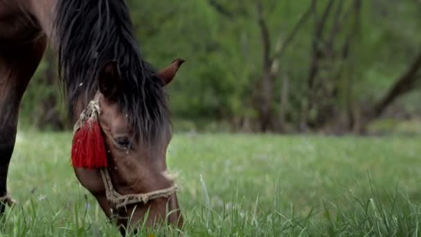 Beautiful Brown Chestnut Horse Grazes Fresh Grass Green Meadow Livestock — Stock Video