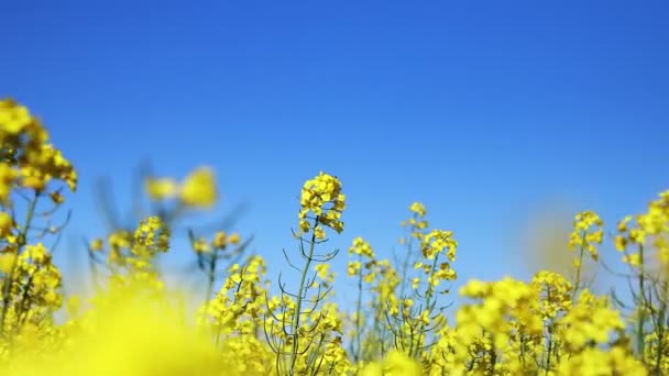 Žluté Kvetoucí Řepkové Pole Semena Řepky Pěstují Pro Výrobu Krmiv — Stock video