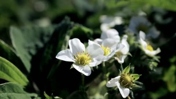 Einem Sonnigen Tag Wachsen Auf Einem Biobauernhof Blühende Erdbeeren Frühjahrsblühende — Stockvideo