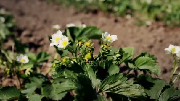 Einem Sonnigen Tag Wachsen Auf Einem Biobauernhof Blühende Erdbeeren Frühjahrsblühende — Stockvideo