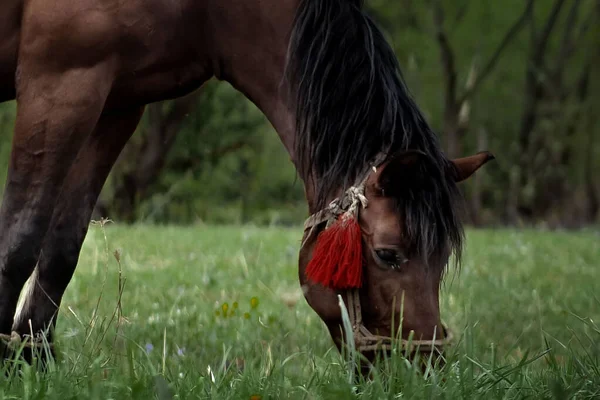 Beautiful Brown Chestnut Horse Grazes Fresh Grass Green Meadow Livestock — Stock fotografie