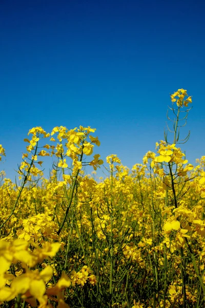 Campo Colza Giallo Fiore Colza Coltivata Produzione Mangimi Oli Vegetali — Foto Stock