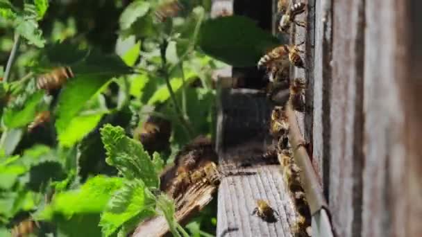 Pszczoły Miodne Latają Pobliżu Drewnianego Ula Pracowite Pszczoły Pszczelarstwo — Wideo stockowe