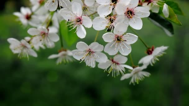 Baharın Başlarında Açan Ağaçta Beyaz Çiçek Arka Plan Maviydi Yüksek — Stok video
