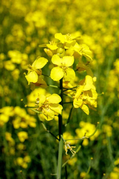 Žluté Kvetoucí Řepkové Pole Semena Řepky Pěstují Pro Výrobu Krmiv — Stock fotografie