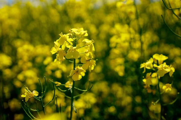 Közelkép Virágzó Nemi Erőszakról Mezőgazdaságban Repcemagot Takarmányok Növényi Olajok Biodízel — Stock Fotó