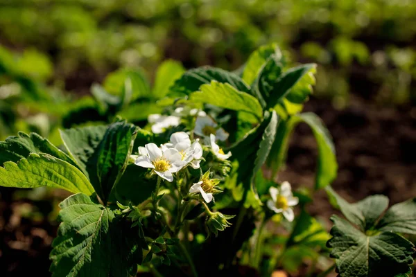 Çiçek Açan Çilek Çalıları Güneşli Bir Günde Organik Bir Çiftlikte — Stok fotoğraf