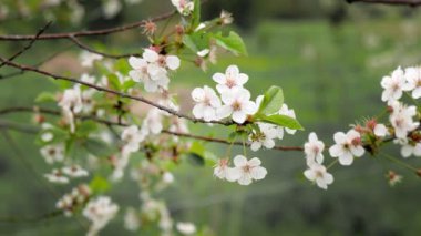 Baharın başlarında açan ağaçta beyaz çiçek, arka plan mavisi..