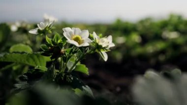Çiçek açan çilek çalıları güneşli bir günde organik bir çiftlikte yetişir. Bahar çiçekli çilekler bahçede yetişir.