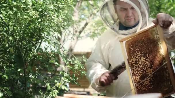 Beekeeper Protective Suit Shakes Honey Frame Bees Brush Pumping Honey — Stock Video
