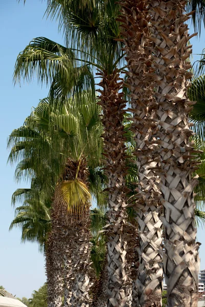 Büyük palmiye ağaçları, tropiklerde gökyüzünün arka planında palmiye dalları. Gökyüzü arka planında palmiye ağaçları olan arkaplan.