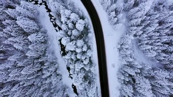Vista Aérea Estrada Inverno Pinheiros Cobertos Neve — Vídeo de Stock