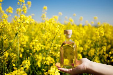 Rapeseed oil in a transparent glass bottle in hand on a background of rapeseed field. clipart