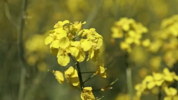 오르는 지대를 클로즈업해 십시오 라파에 식물성 바이오 생산을 — 비디오
