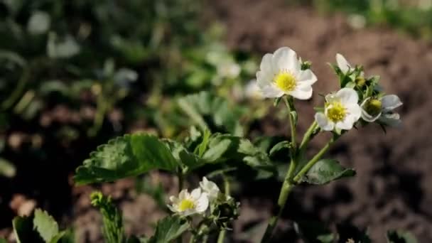 Bush Fresas Florecientes Crece Una Granja Orgánica Día Soleado Fresas — Vídeos de Stock