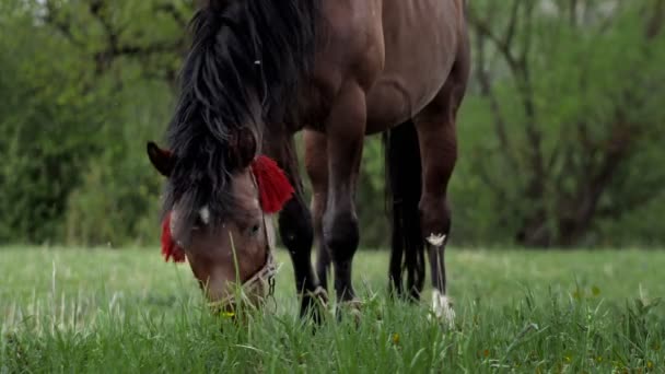 Beautiful Brown Chestnut Horse Grazes Fresh Grass Green Meadow Livestock — Stockvideo