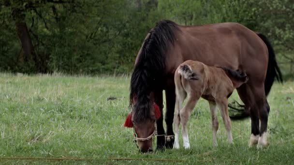 Mare Grazes Field Feeds Her Cub Milk Family Horses Little — Vídeo de stock