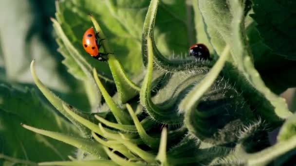 Marienkäfer Sitzen Auf Noch Nicht Blühenden Grünen Sonnenblumen Insekten Auf — Stockvideo