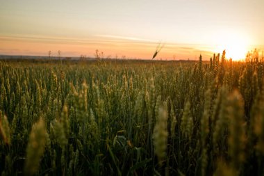 Gün batımında tarlada yetişen buğday başakları. Yeşil yapraklı dikenli dikenler olgunlaşan tarım arazileri yaz akşamı. Yumuşak güneş ışığı mısır gevreğinin taze yapraklarında parlar. Tarım kavramı