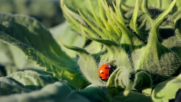 Mariquita Sentada Soleado Verde Aún Floreciente Insectos Una Flor — Vídeos de Stock
